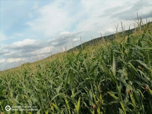 Teren intravilant Poplaca locație în Carari - imagine 5