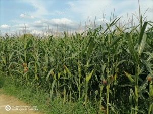 Teren intravilant Poplaca locație în Carari - imagine 2