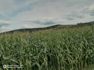 Teren intravilant Poplaca locație în Carari - imagine 4