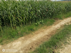 Teren intravilant Poplaca locație în Carari - imagine 3