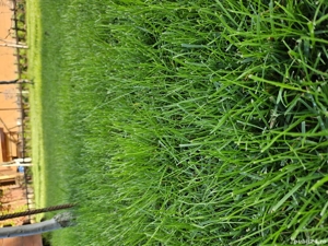 Insamantare gazon    Montaj rulouri de gazon 