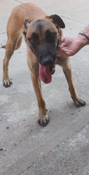 Vând ciobănesc belgian malinoso 