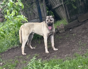 Vând Kangal ( malakli & 1 an și 3 luni & mascul )