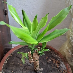 vand Dracaena cu 3 tije