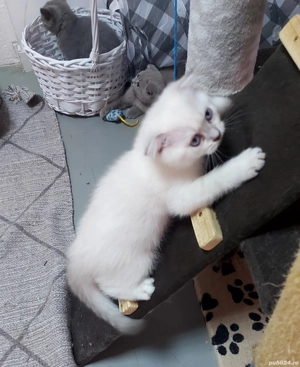 vand pui pisica rasa pura british& scotish - imagine 3