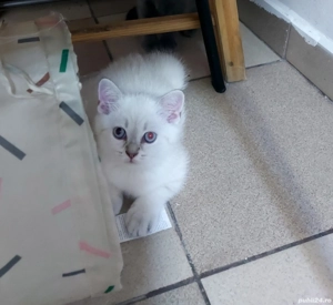 vand pui pisica rasa pura british& scotish