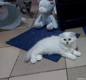 vand pui pisica rasa pura british& scotish - imagine 2