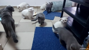 vand pui pisica rasa pura british& scotish - imagine 4