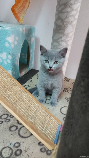 pui pisica rasa pura brotish & scotish shorhair bleo si lila - imagine 4