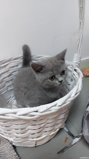 pui pisica rasa pura brotish & scotish shorhair bleo si lila - imagine 3