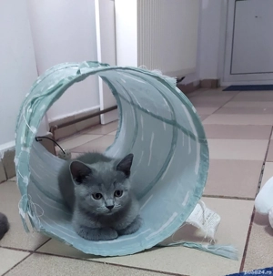 pui pisica rasa pura brotish & scotish shorhair bleo si lila - imagine 2