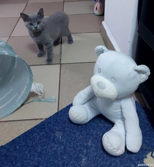 pui pisica rasa pura brotish & scotish shorhair bleo si lila