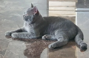 Motanel britis exotic shorthai - imagine 2