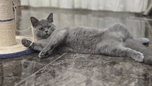 Motanel britis exotic shorthai