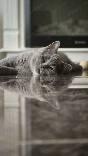 Motanel britis exotic shorthai - imagine 3