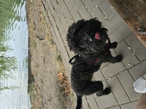 Canishe simpatic - imagine 3