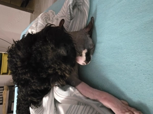 Canishe simpatic - imagine 2