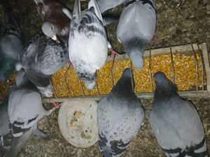 Schimb porumbei voiajori 