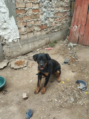 Pui Rottweiler talie mare