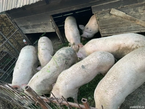 Vand porci 100-150kg - imagine 2