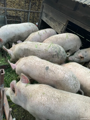 Vand porci 100-150kg