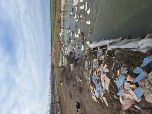 Vand rate romanesti. - imagine 2