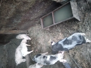 Purcei de vanzare  - imagine 2