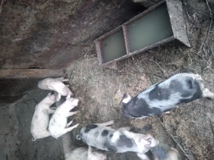 Purcei de vanzare  - imagine 3