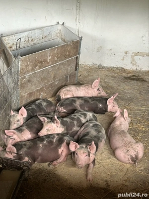 Purcei Pietrain de 30+kg 2,5 luni