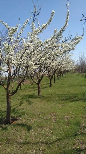 Vând livadă pe rod, teren împrejmuit