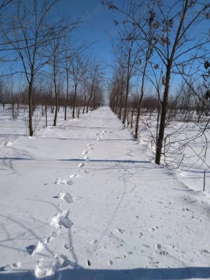 Vând livadă pe rod, teren împrejmuit - imagine 3