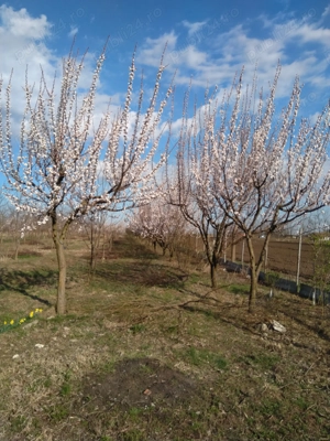 Vând livadă pe rod, teren împrejmuit - imagine 2