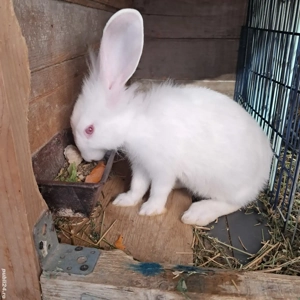 Iepurasi disponibili