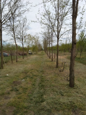 Vând livadă pe rod, teren împrejmuit - imagine 4