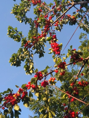 Vând livadă pe rod, teren împrejmuit - imagine 5