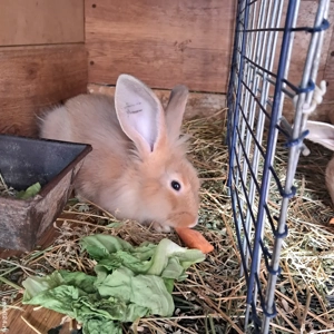 Iepurasi disponibili - imagine 2