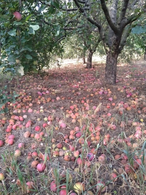 Vând livadă pe rod, teren împrejmuit - imagine 7