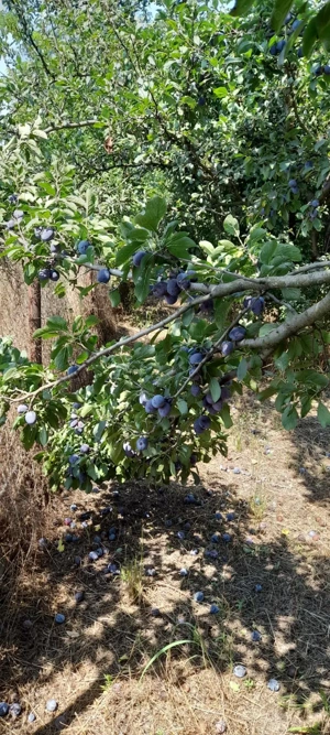 Vând livadă pe rod, teren împrejmuit - imagine 8