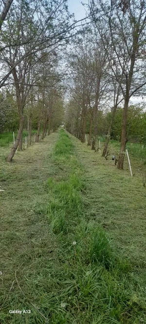 Vând livadă pe rod, teren împrejmuit - imagine 9