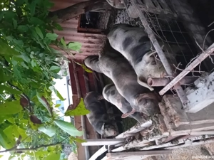 Porci de vânzare 