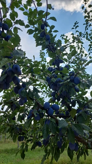 Vindem teren pentru casă și livadă de prun - imagine 2