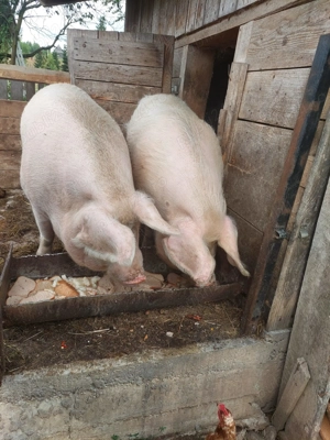 Vand porci 16 lei kg  - imagine 2 Vand porci 16 lei kg  - imagine 2