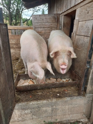 Vand porci 16 lei kg 