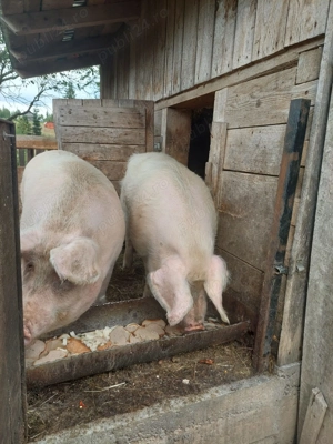 Vand porci 16 lei kg  - imagine 3 Vand porci 16 lei kg  - imagine 3