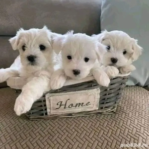 Pui de bichon maltez mini toy
