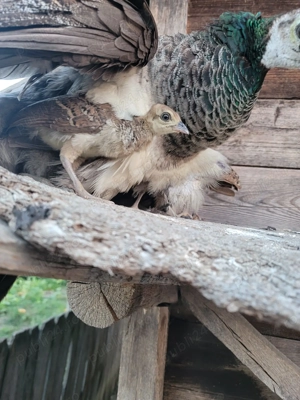 2 pui de păun 300 de lei