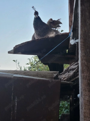 Pauniță cu 2 pui de 2 luni - imagine 3 Pauniță cu 2 pui de 2 luni - imagine 3