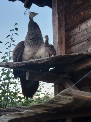 Pauniță cu 2 pui de 2 luni