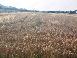 Vanzare Teren Rezidential 5000MP Magurele  - imagine 4