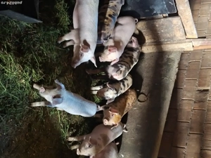 Purcei de  vanzare - imagine 2